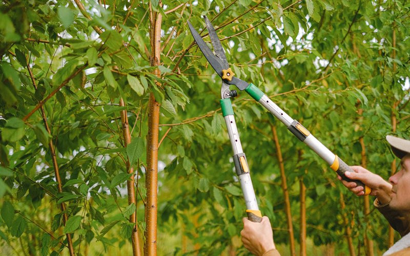 Tree trimming in London, WV