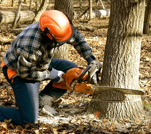 Tree Removal in London, WV
